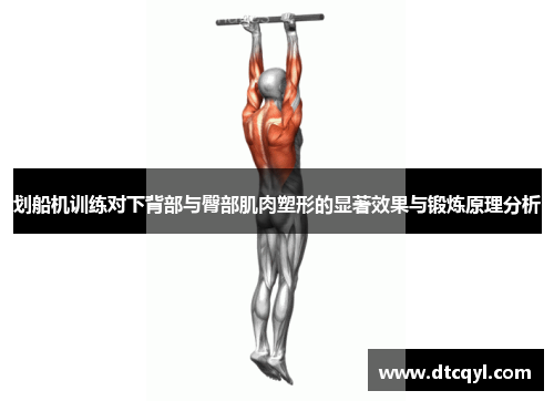 划船机训练对下背部与臀部肌肉塑形的显著效果与锻炼原理分析